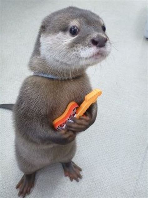 Otters as pets. Things To Know About Otters as pets. 